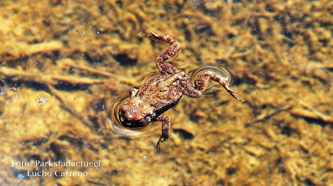 Vrijwilligers gezocht voor hulp bij paddentrek